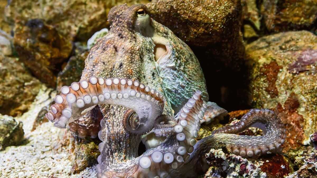 Fotografía que ilustra la noticia: Incautados 28 quilos de polbo conxelado na Mariña por falta de trazabilidade