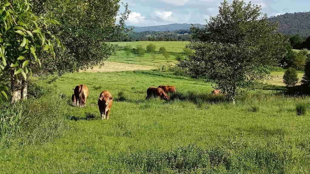Fotografía que ilustra la noticia: Los productores ecológicos gallegos piden autorización temporal para usar forraje convencional por la seca