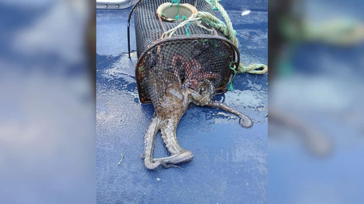 Fotografía que ilustra la noticia: Requisan 126 kilos de pulpo en Vigo y otras rías gallegas
